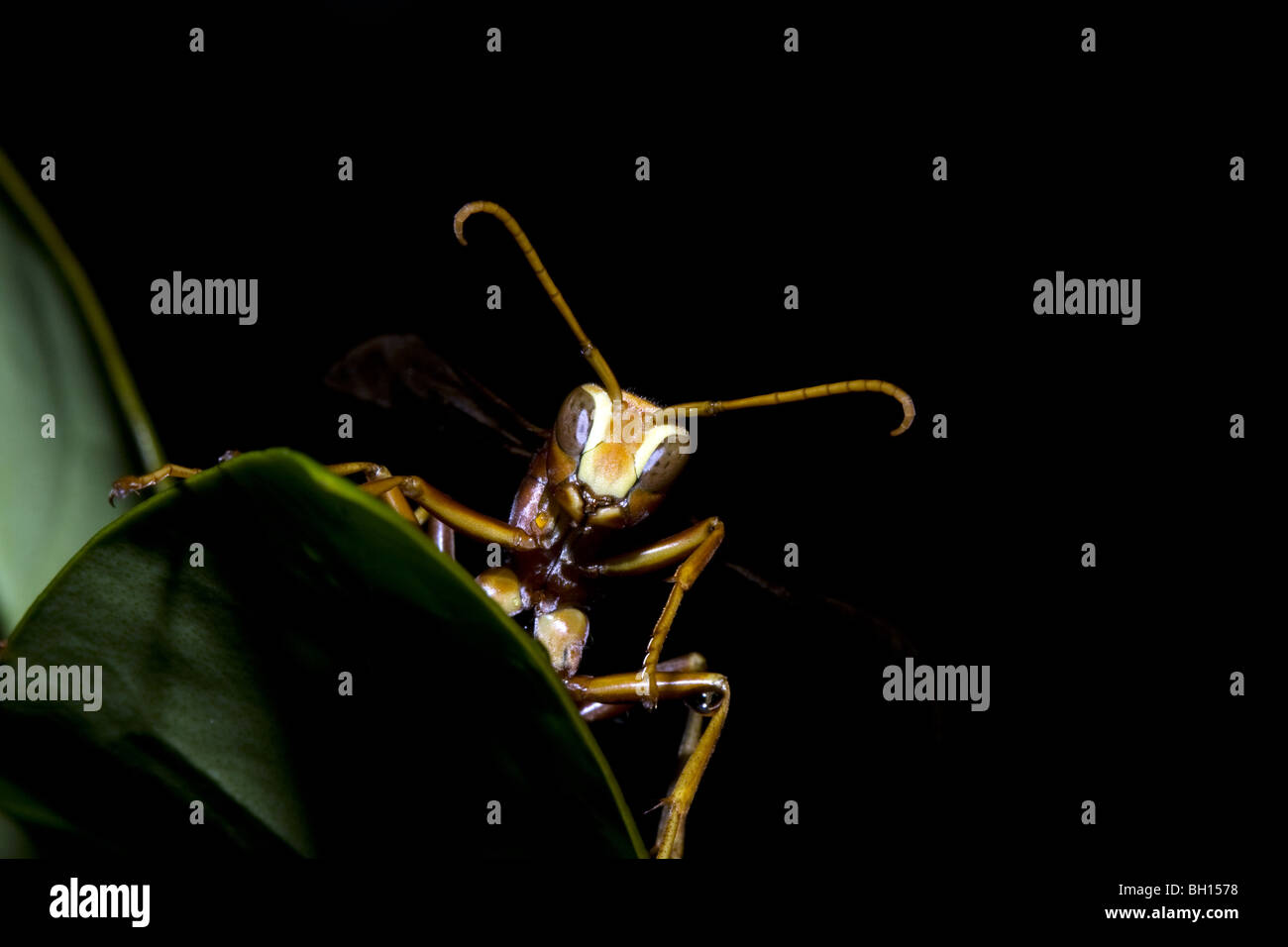 Paper wasp resting from the cold. Stock Photo