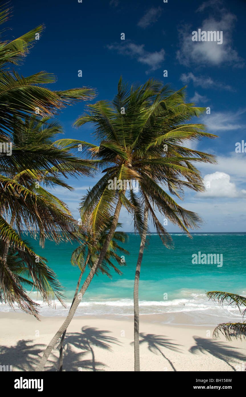 Palm trees and surf at Bottom Bay on the East Coast of Barbados, The Windward Islands, The Caribbean Stock Photo