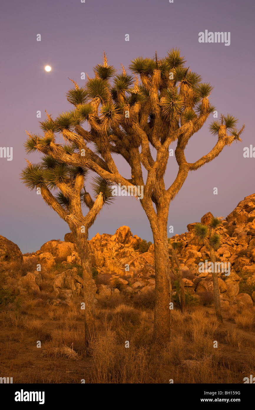 Joshua tree national park hi-res stock photography and images - Alamy