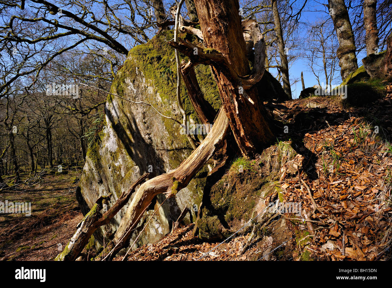 A decaying tree with fallen branches grows from a large boulder in woods near Killin, Perthshire, Scotland, UK Stock Photo