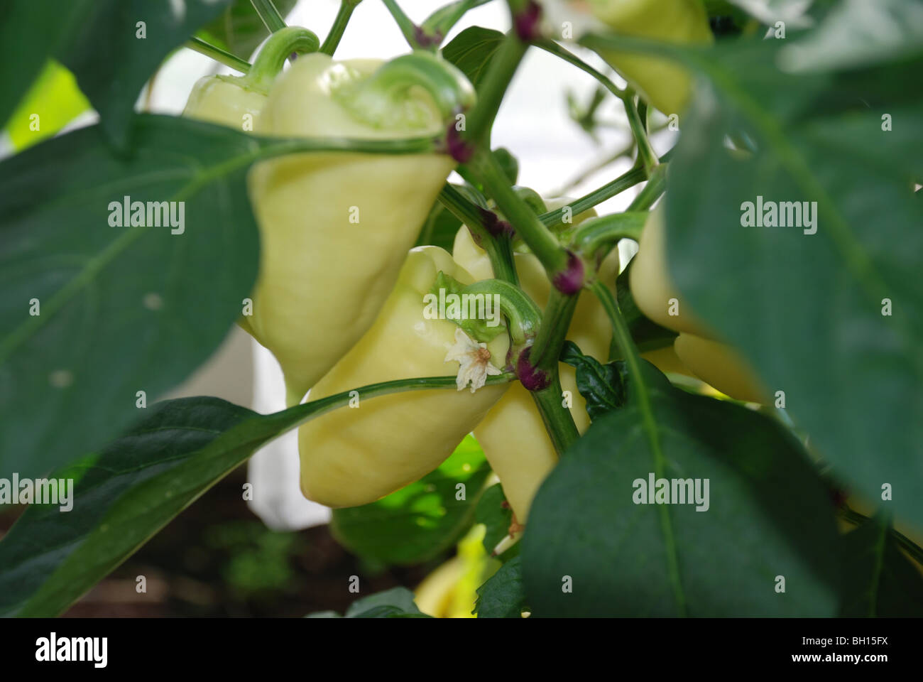Paprika plant leaf hires stock photography and images Alamy