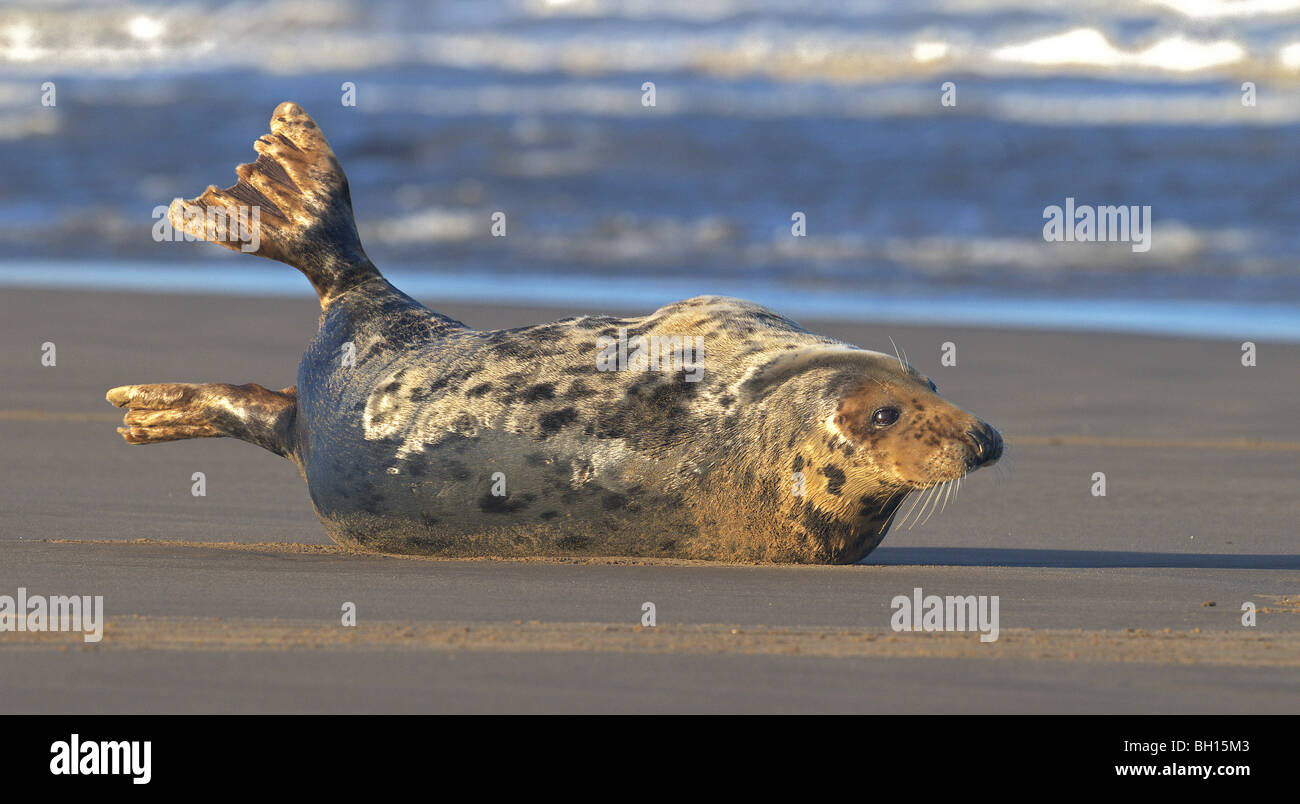 Grey Atlantic Seal Halichoerus Grypus  stretching on sea shore Lincolnshire uk Stock Photo
