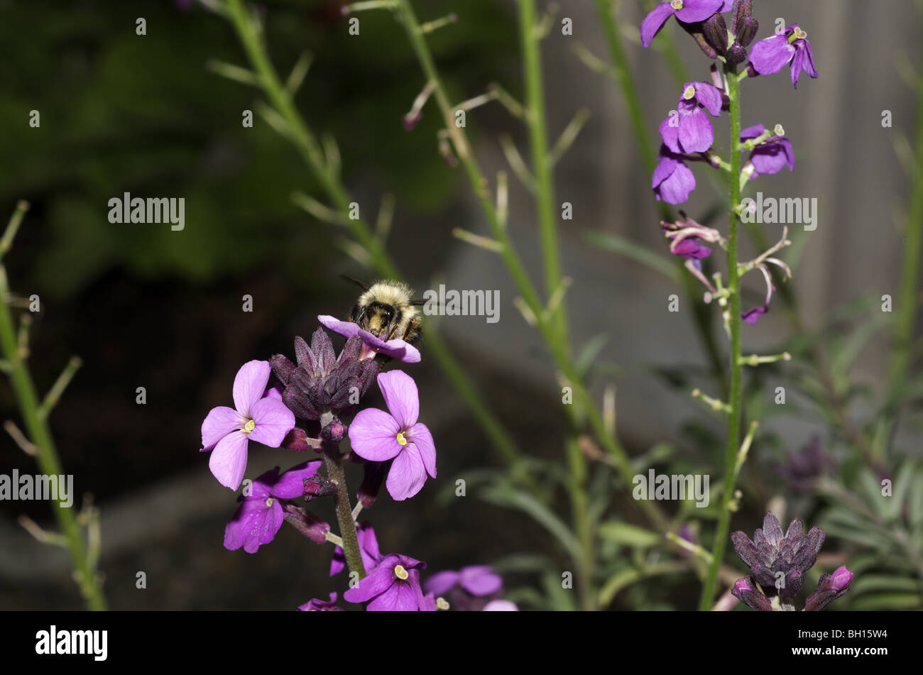 Bee on purple flower with face covered in pollen Stock Photo