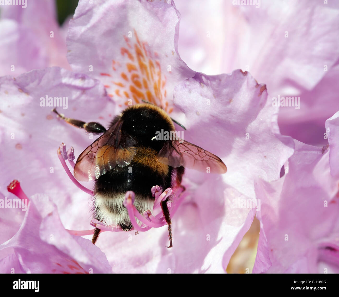 pollination - humble bee in the bloom of rhododendron Stock Photo