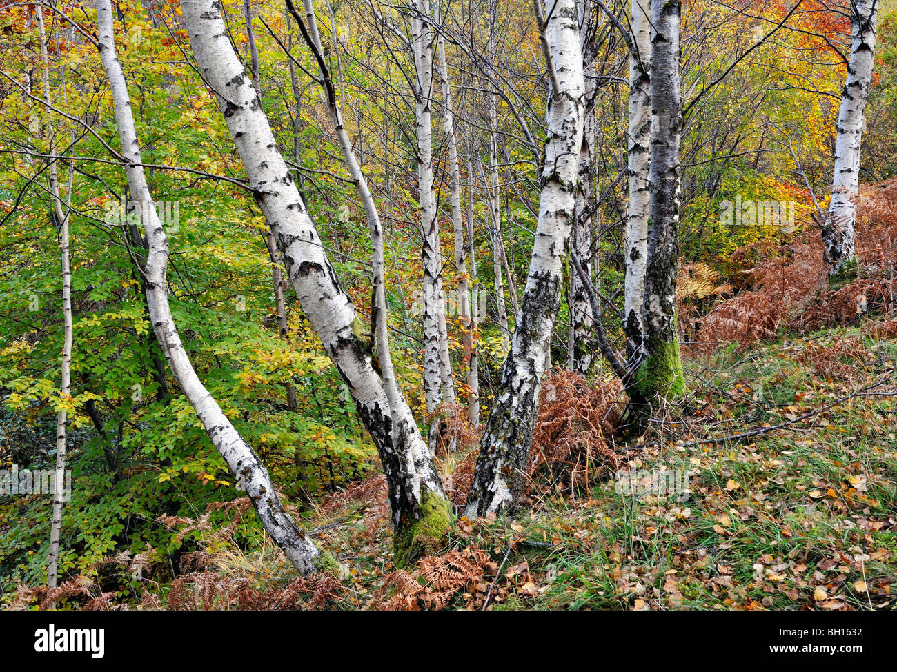 Grove of birchtrees and other autumn colours along a mountain stream
