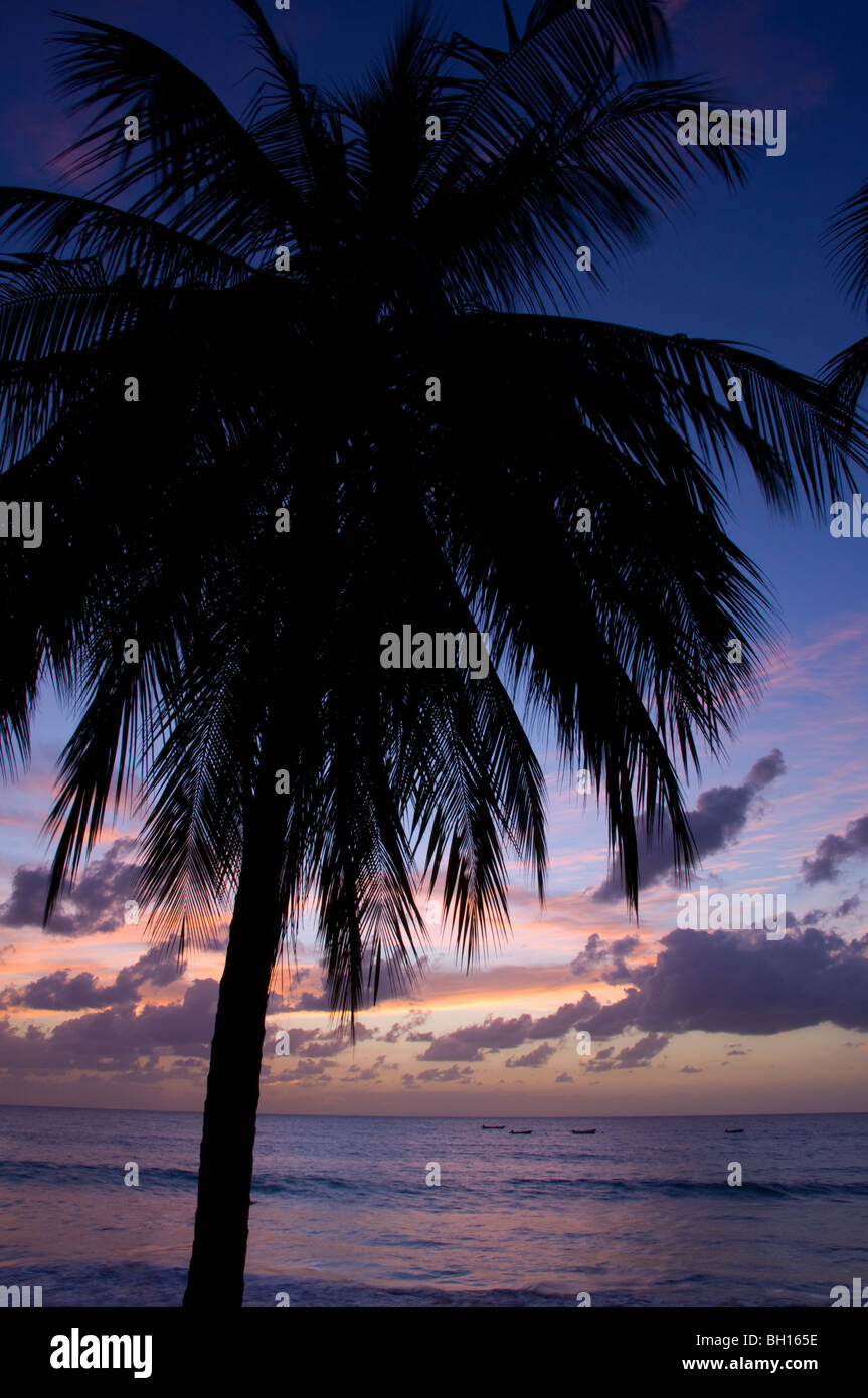 A palm in tree in silhouette at sunset; Alleynes Bay on the West coast of Barbados; The Windward Islands, The Caribbean Stock Photo