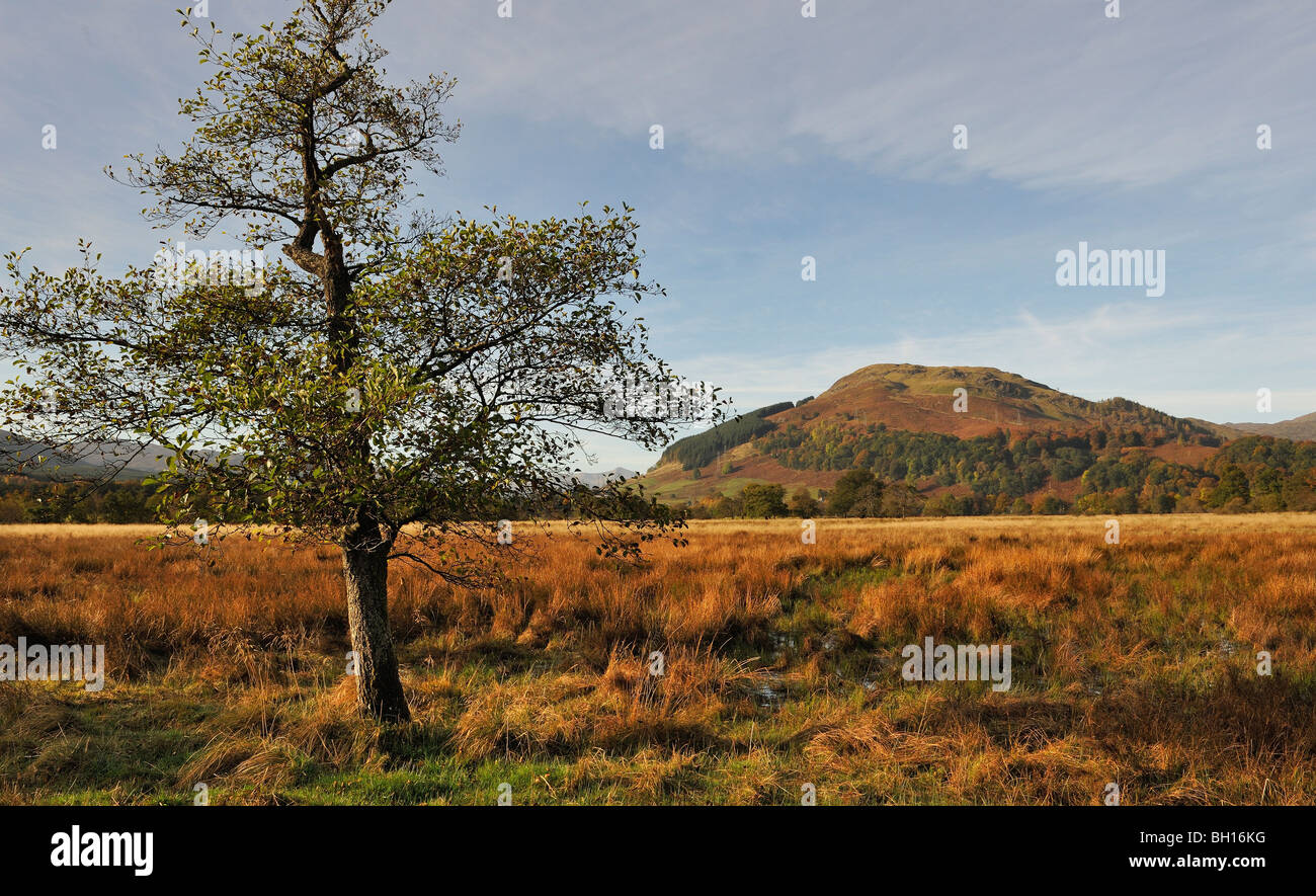 Alder tree, wetland reed-bed and distant hill near Killin, Perthshire, Scotland, UK Stock Photo