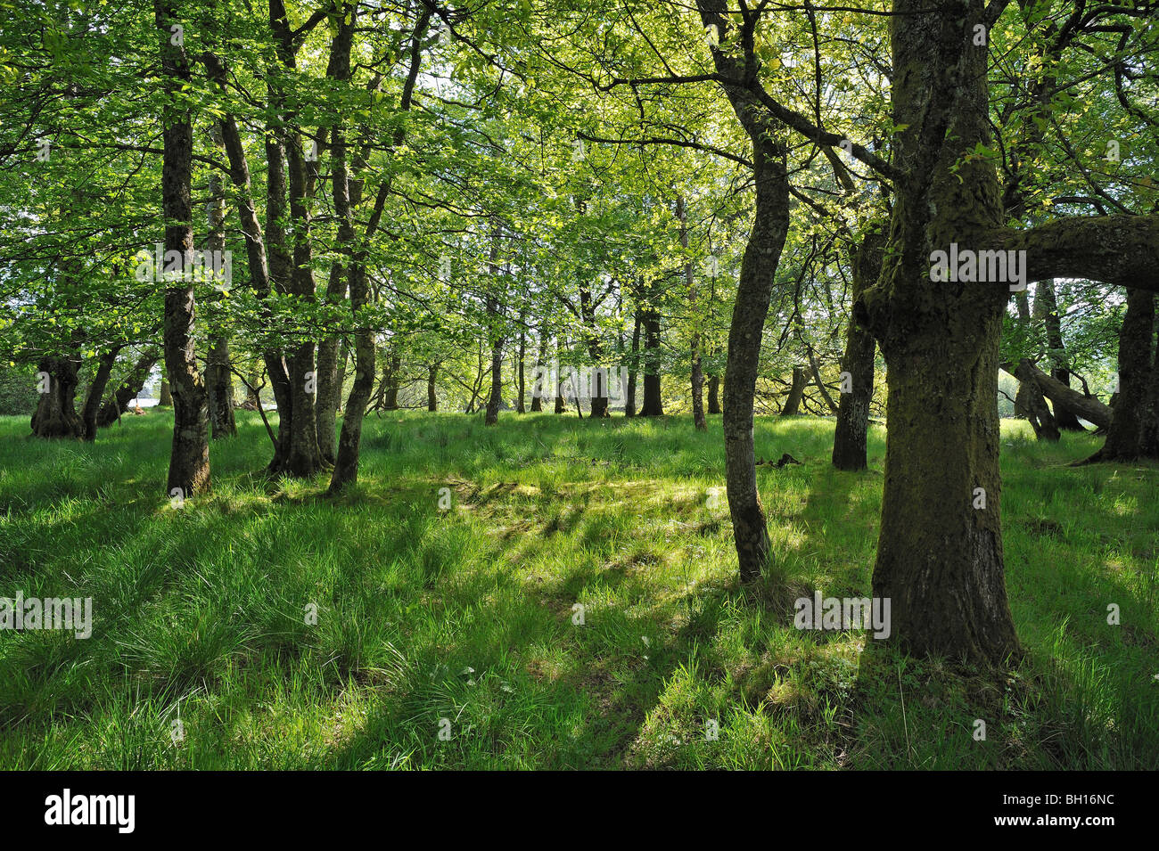 Broad leaved woodland hi-res stock photography and images - Alamy