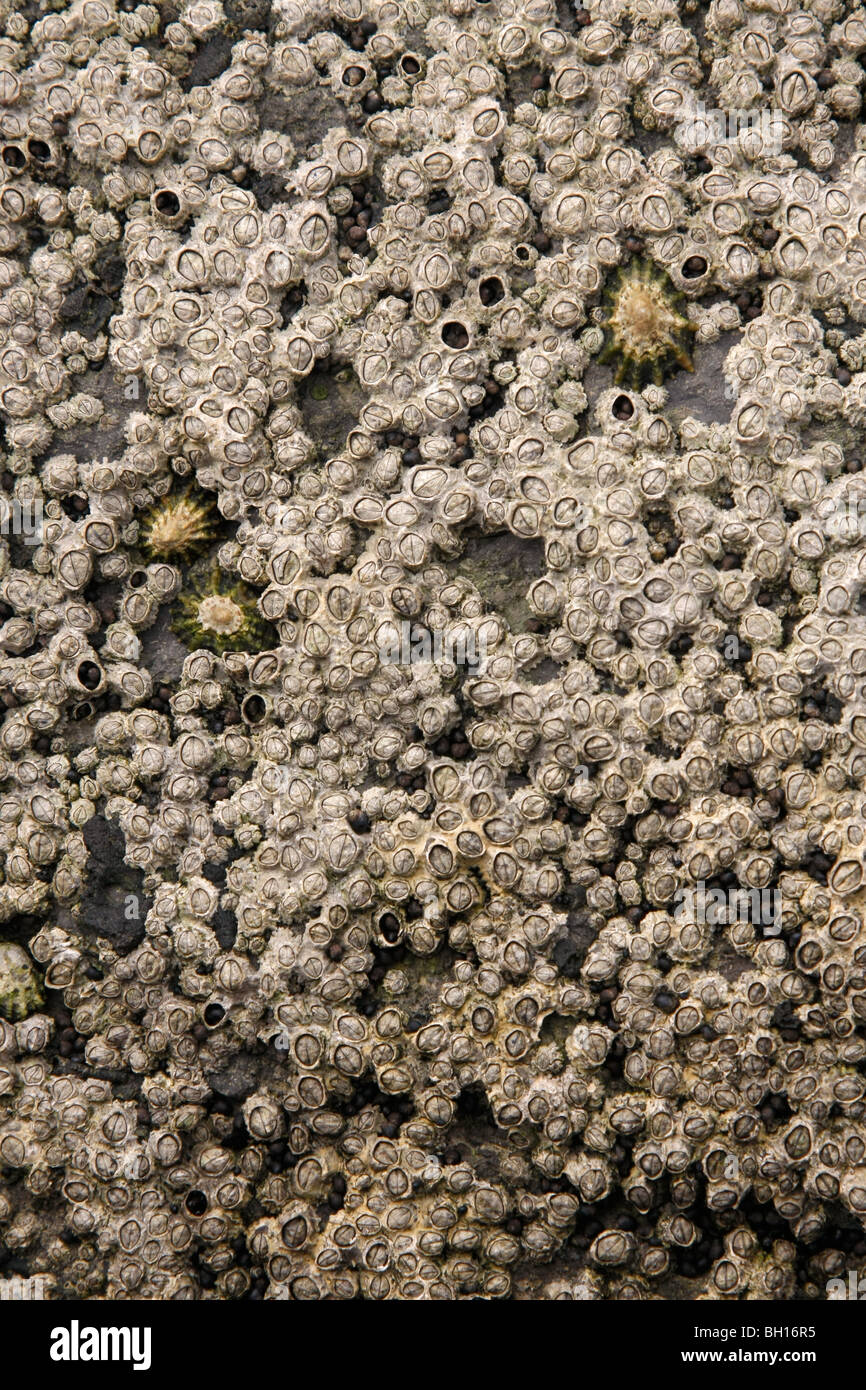 Barnacles and Limpets on the southern Irish coast. Stock Photo