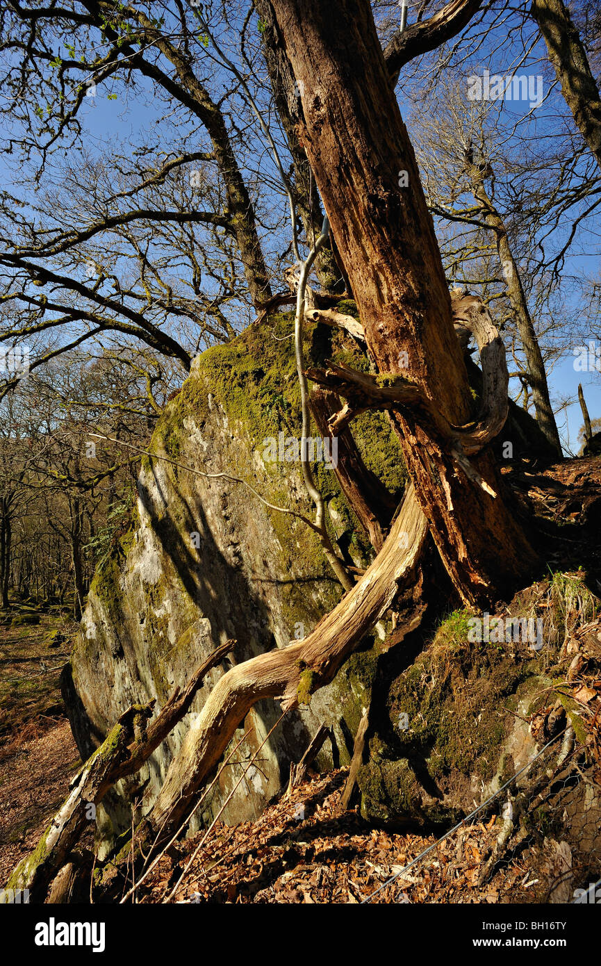 A decaying tree with fallen branches grows from a large boulder in woods near Killin, Perthshire, Scotland, UK Stock Photo