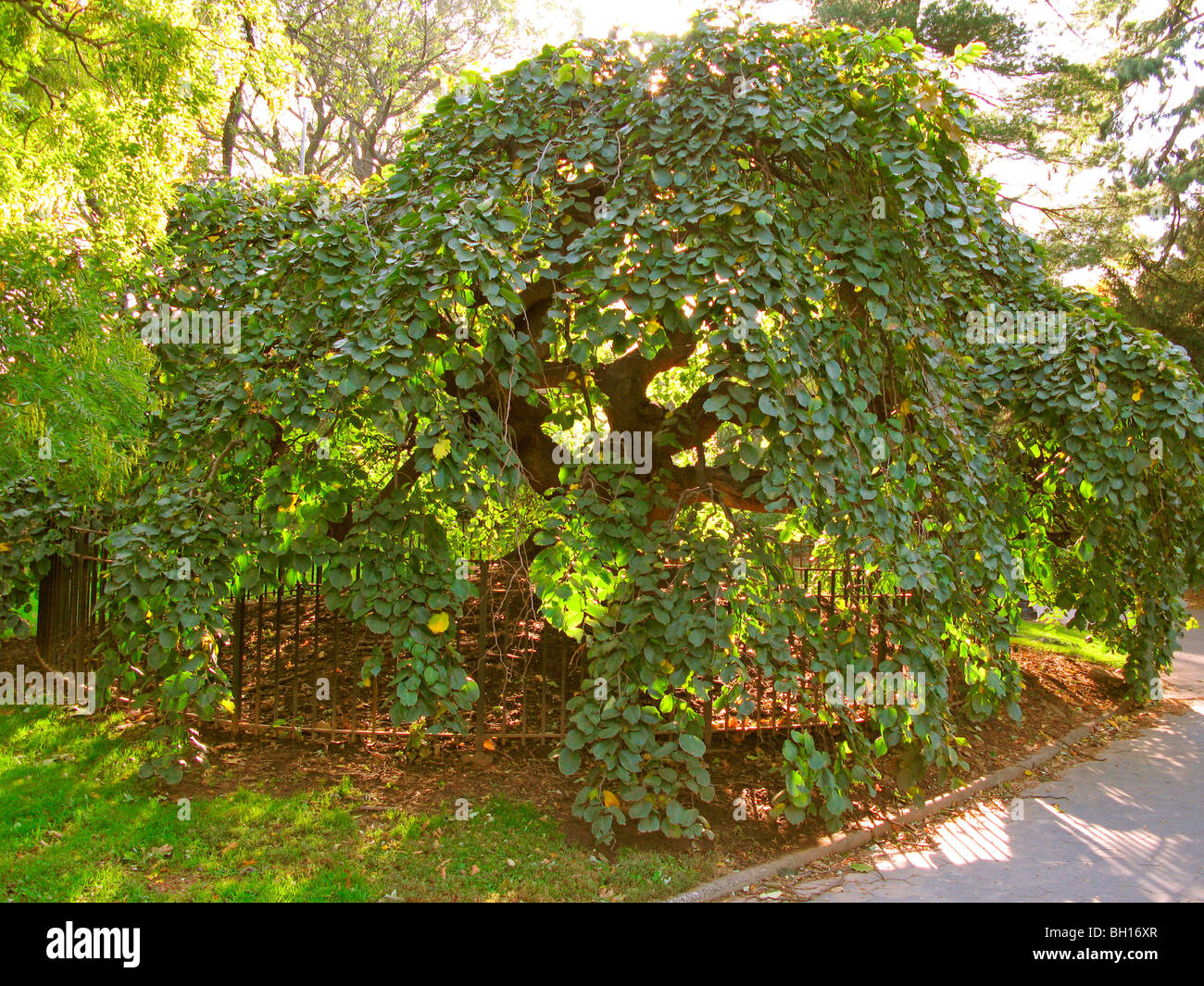 Camperdown Elm Tree Prospect park Brooklyn NY Stock Photo Alamy