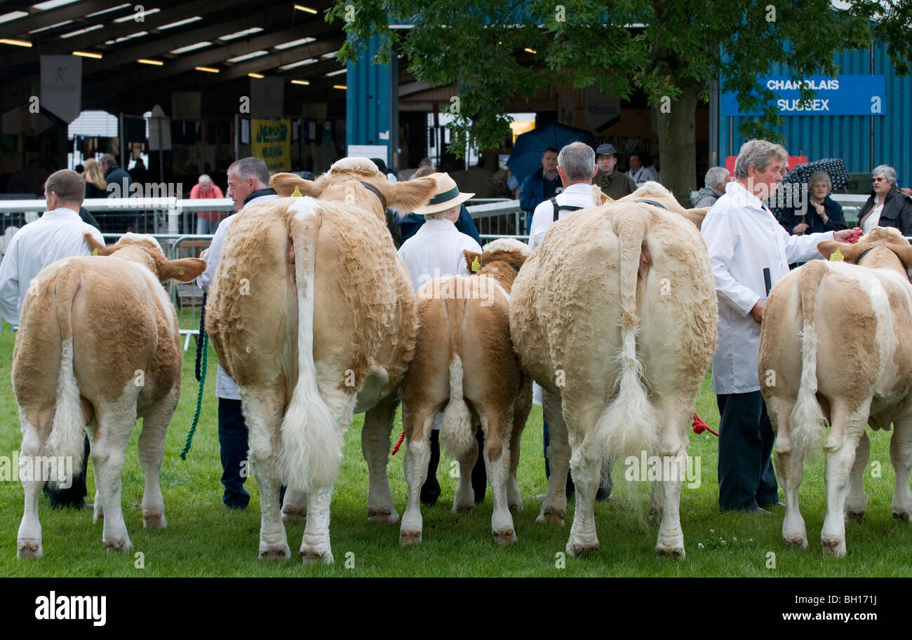 Prize winning cattle line up for the judges at the last ever Royal Show