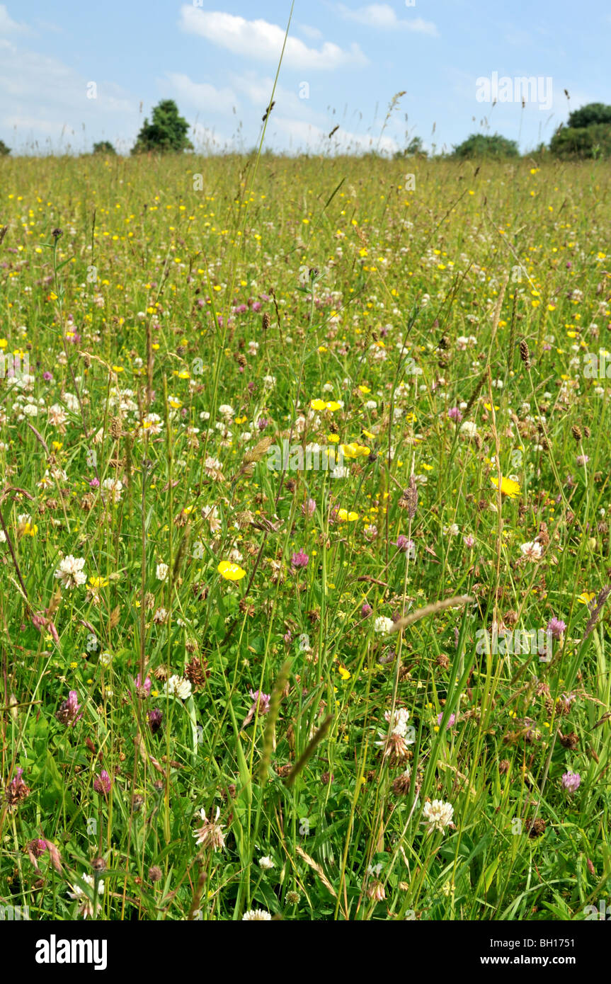Spring meadows in Hertfordshire, England, UK Stock Photo - Alamy