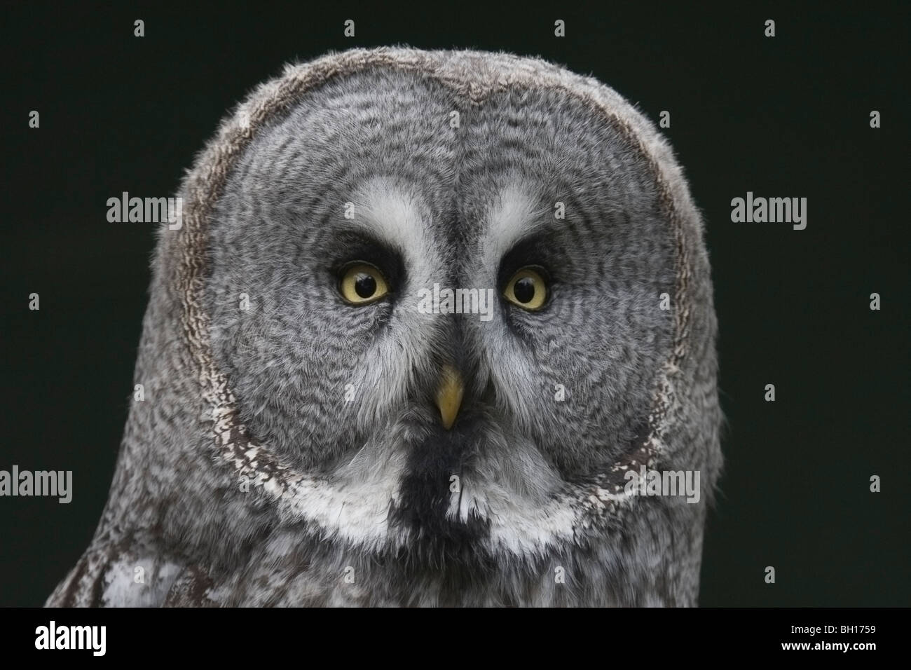 Portrait of a Great Grey Owl Stock Photo