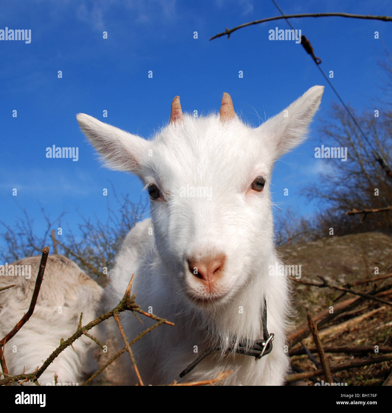 Goat kid hires stock photography and images Alamy