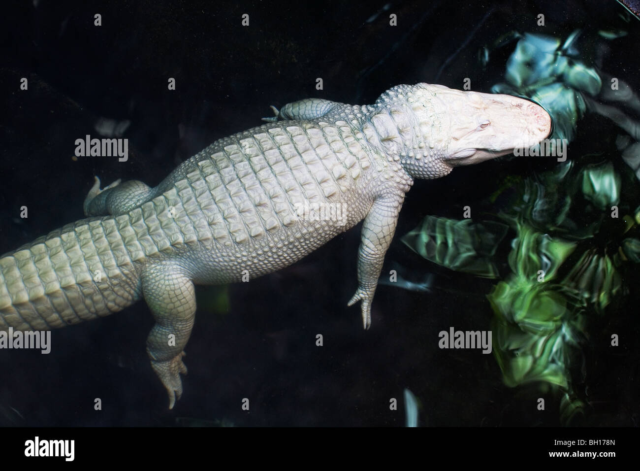 Rare Albino Alligator Alligator mississippiensis Stock Photo