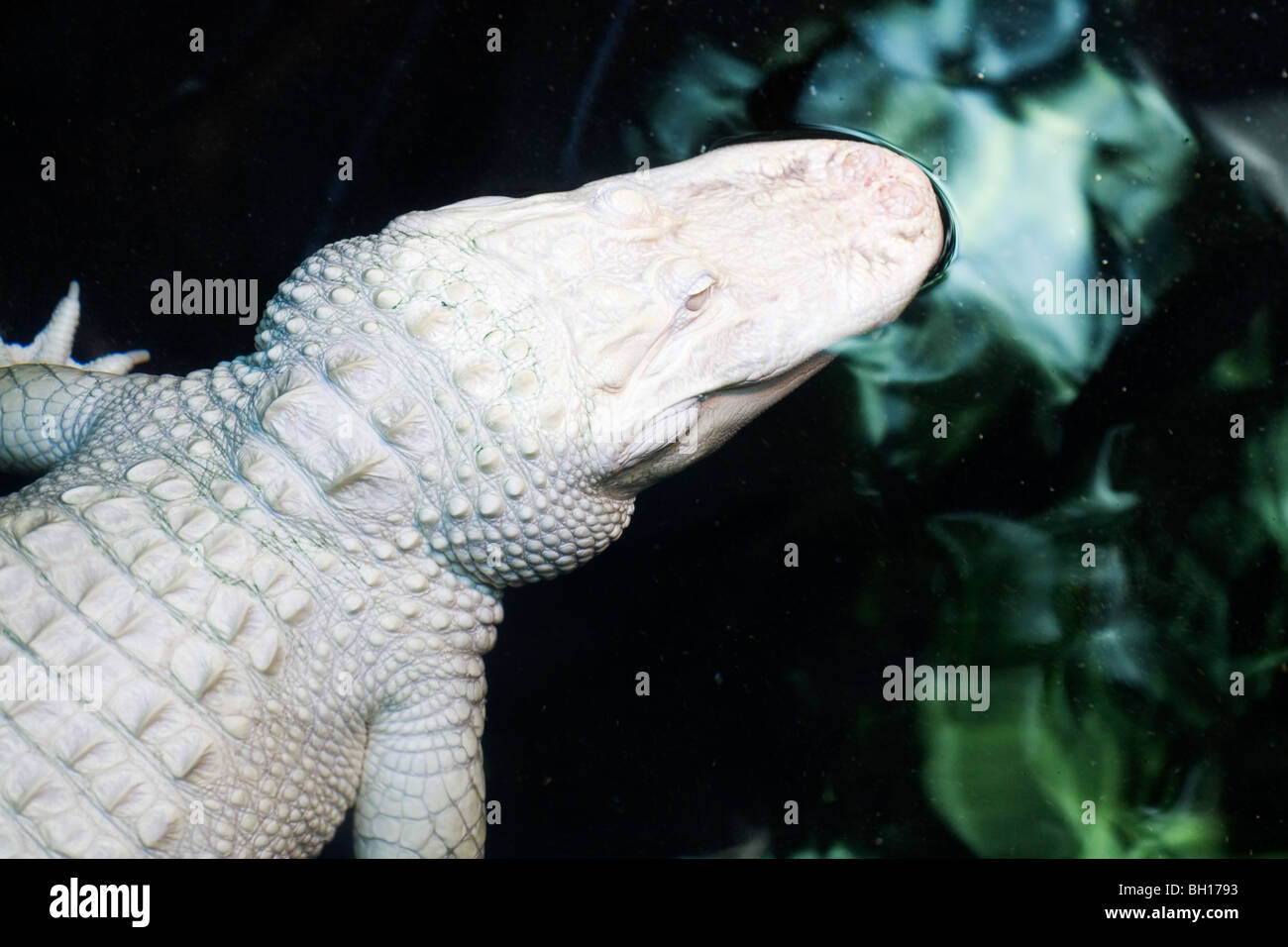 Rare Albino Alligator Alligator mississippiensis Stock Photo