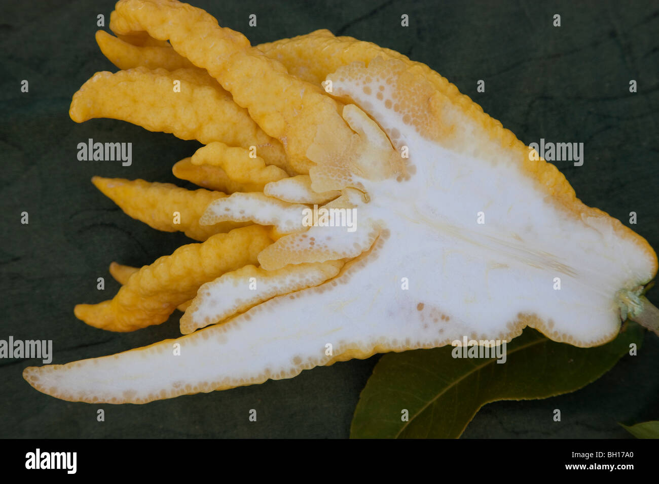 Buddha's Hand, edible fruit Stock Photo Alamy