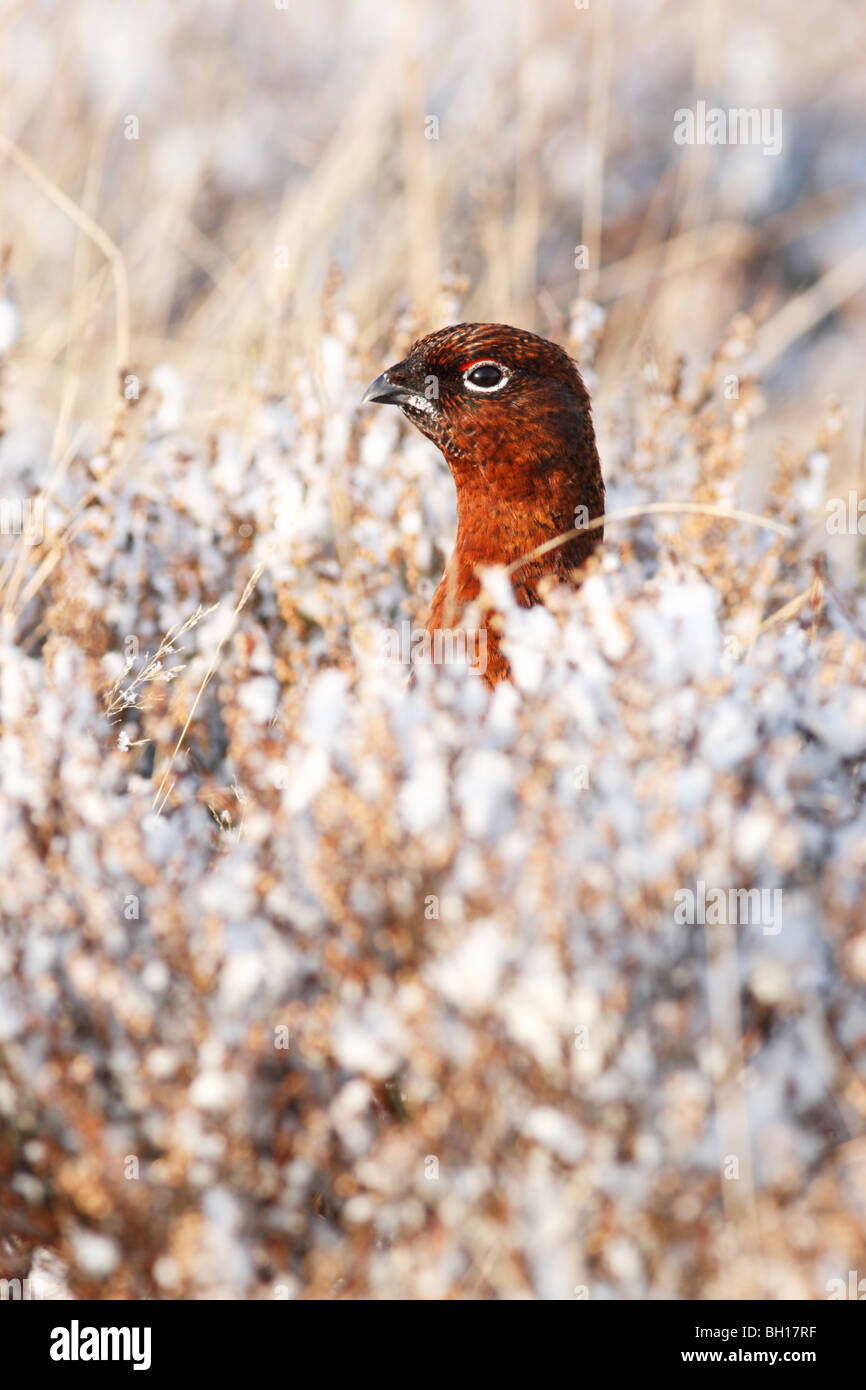 Red grouse male (Lagopus lagopus scotticus) head sticking up from among snow covered heather in North York Moors NP Stock Photo