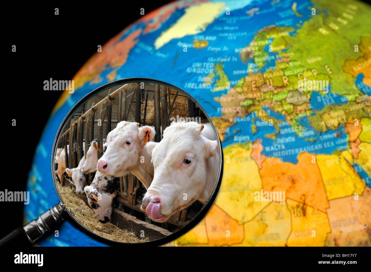 Cows in cattle breeder's cowshed seen through magnifying glass held