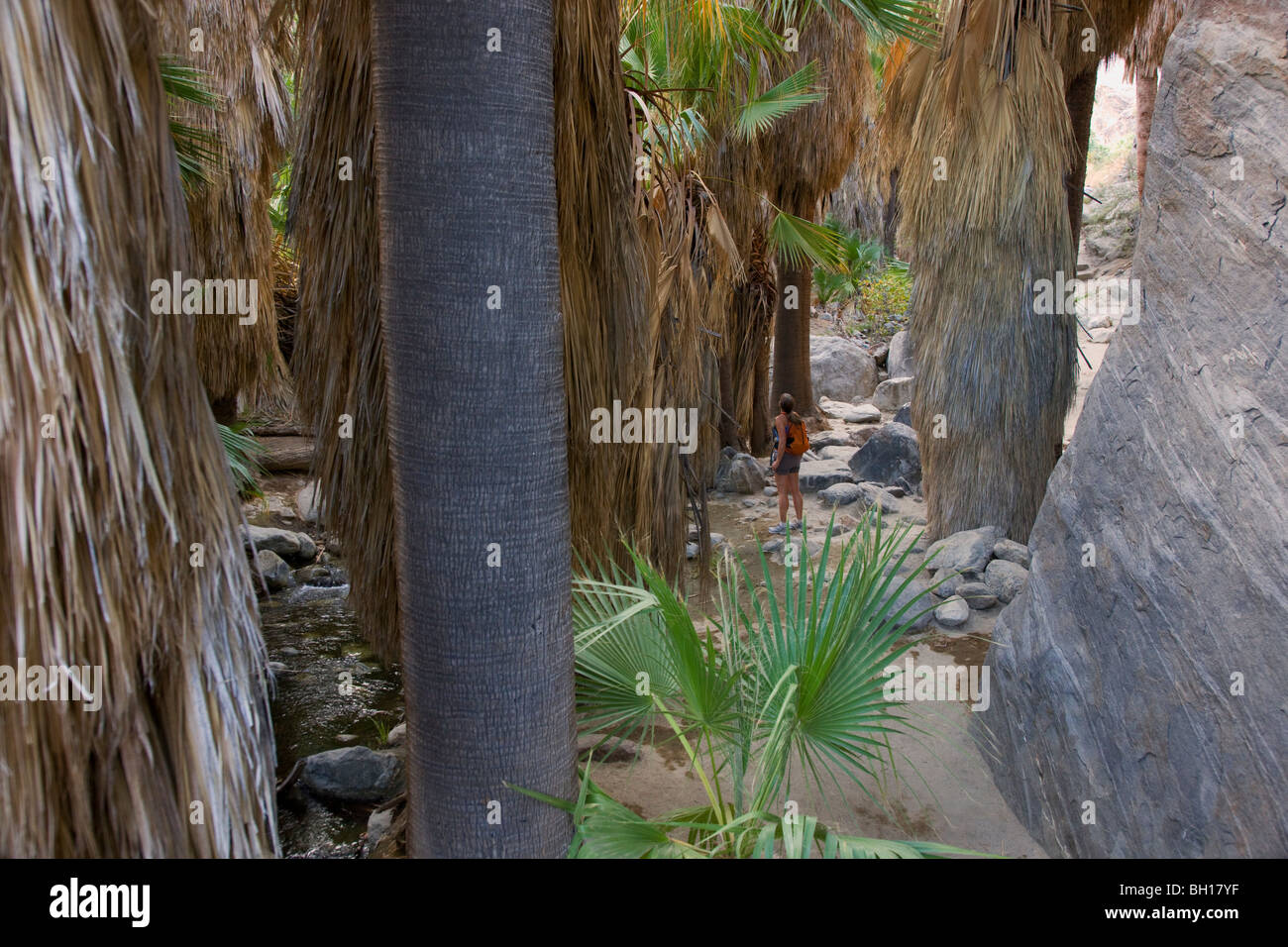 Hiking in Andreas Canyon, in the Indian Canyons of the Agua Caliente