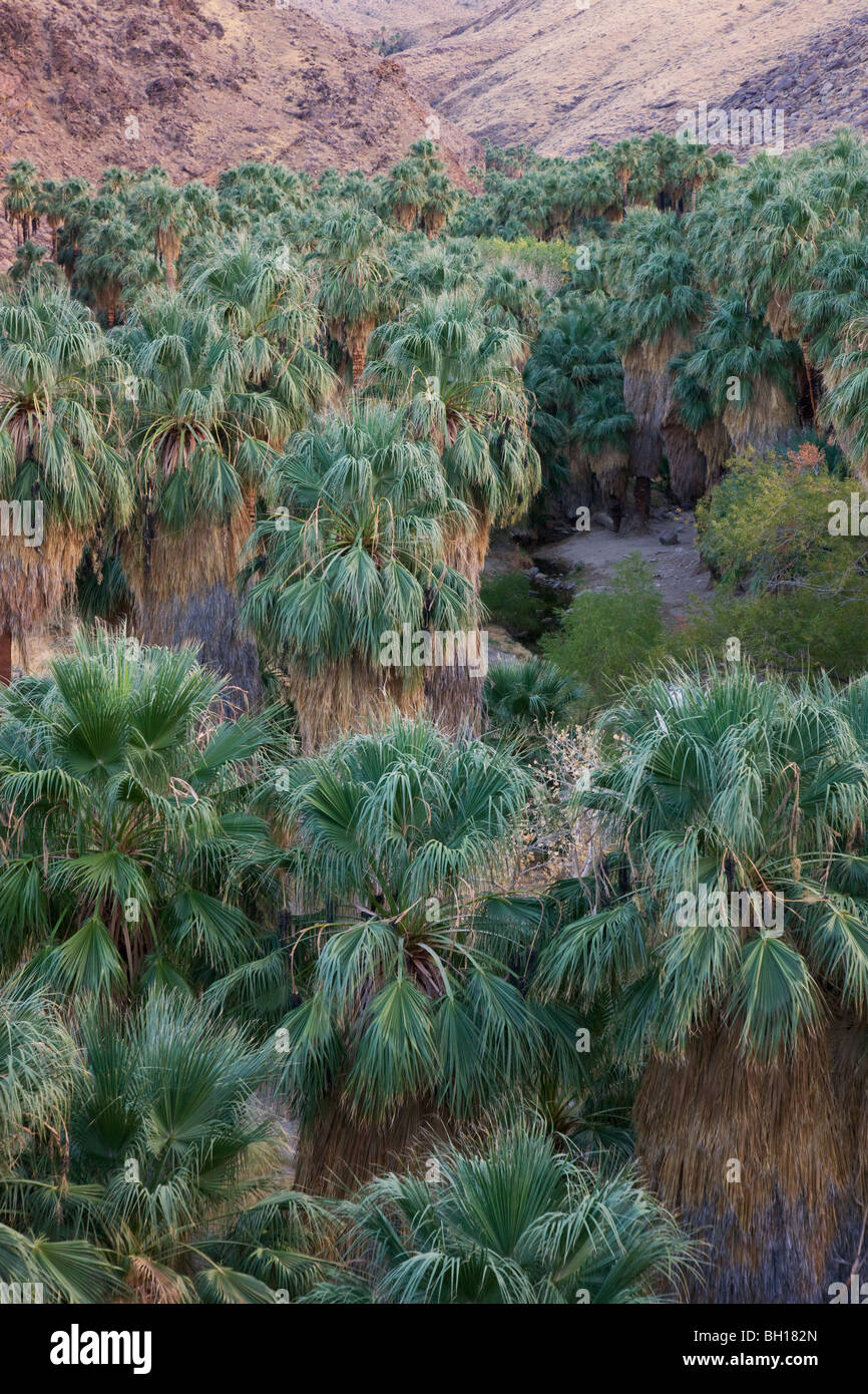 Palm Canyon, part of the Indian Canyons in the Agua Caliente Indian Reservation, near Palm Springs, California. Stock Photo