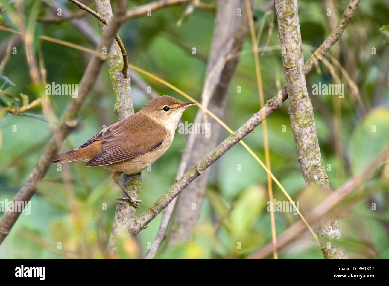 Reed Warbler - Acrocephalus scirpaceus Stock Photo