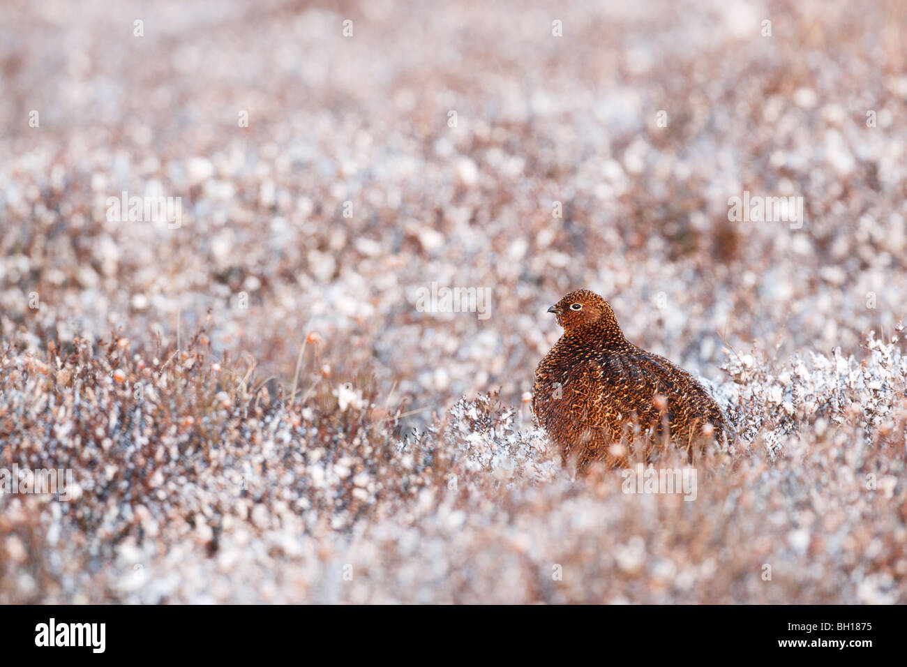 Red grouse female (Lagopus lagopus scotticus) sitting among snow covered heather in North York Moors NP Stock Photo