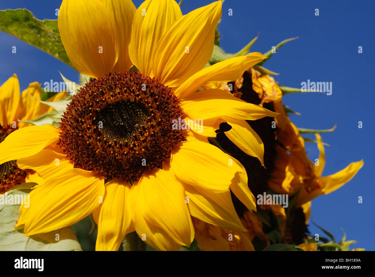 Leaf sunflower hires stock photography and images Alamy