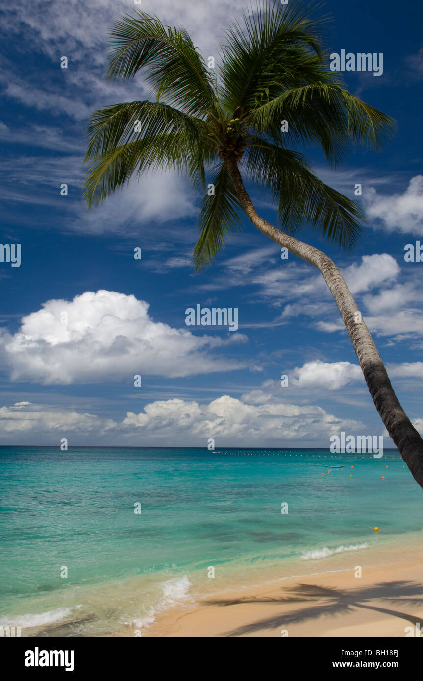 A palm tree growing over the sea on the west coast of Barbados. The Windward Islands, The Caribbean Stock Photo