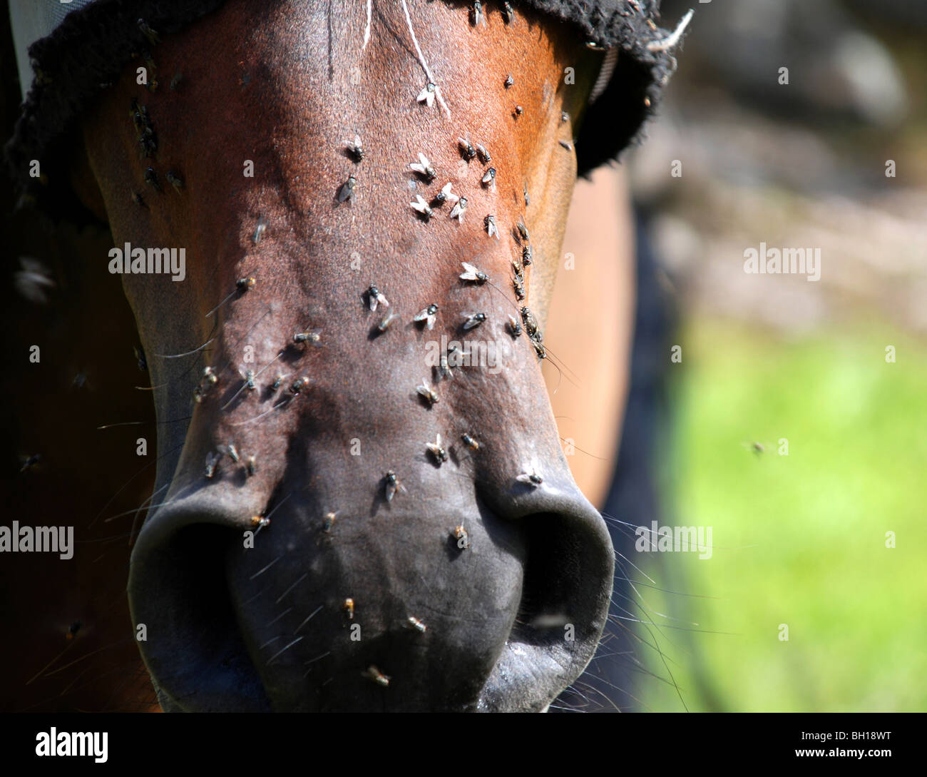 blinder de pilules Photo Stock - Alamy