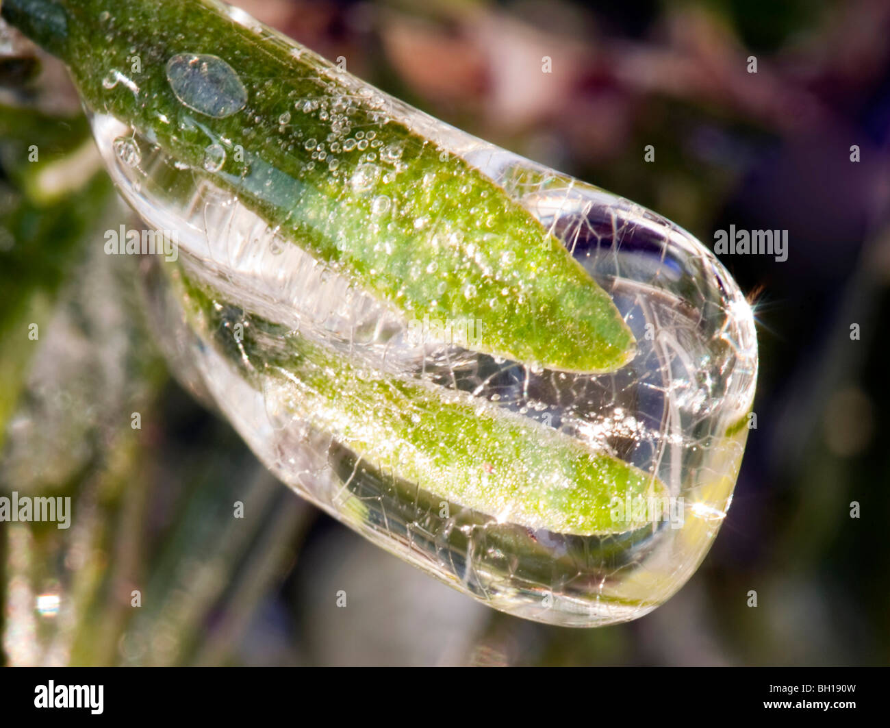 Leaves from a Rosemary bush, (Rosmarinus; officinalis) frozen in ice