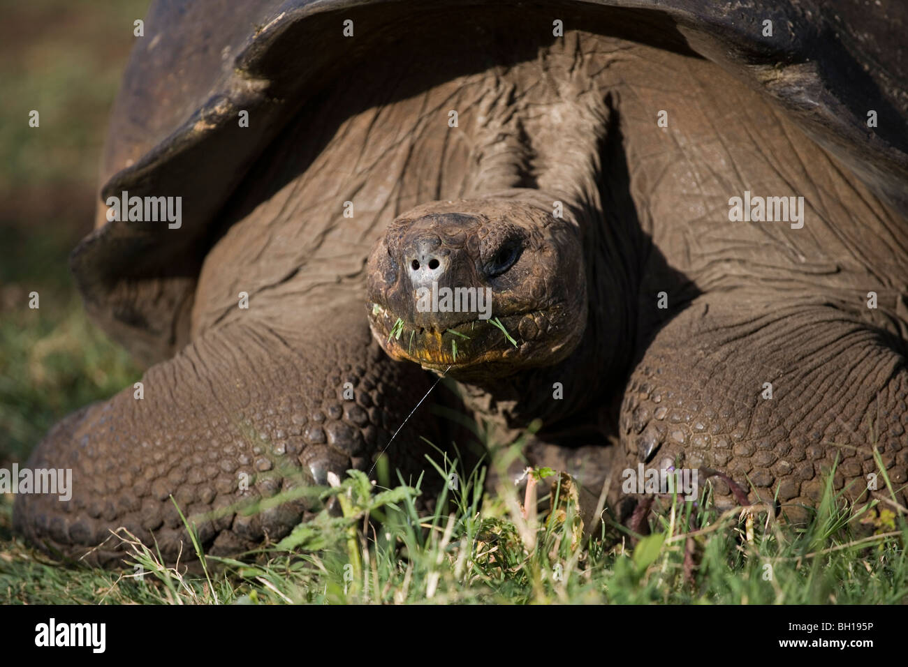 Galapagos Tortoise, Galapagos islands Stock Photo - Alamy