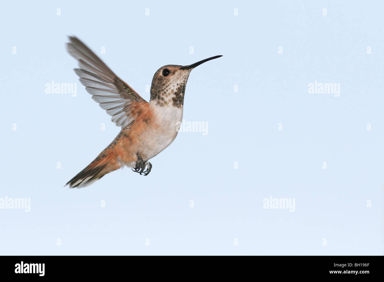 A hummingbird hovering in a clear blue sky Stock Photo - Alamy