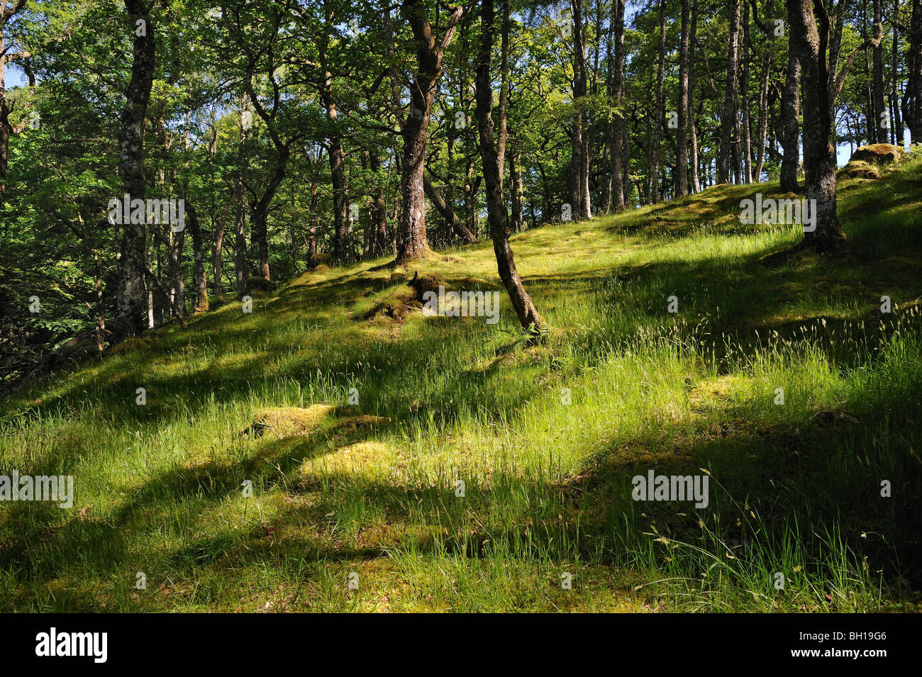Light and shade in sunny oak woodlands in Glen Lochay near Killin,Perthshire, Scotland, UK Stock Photo