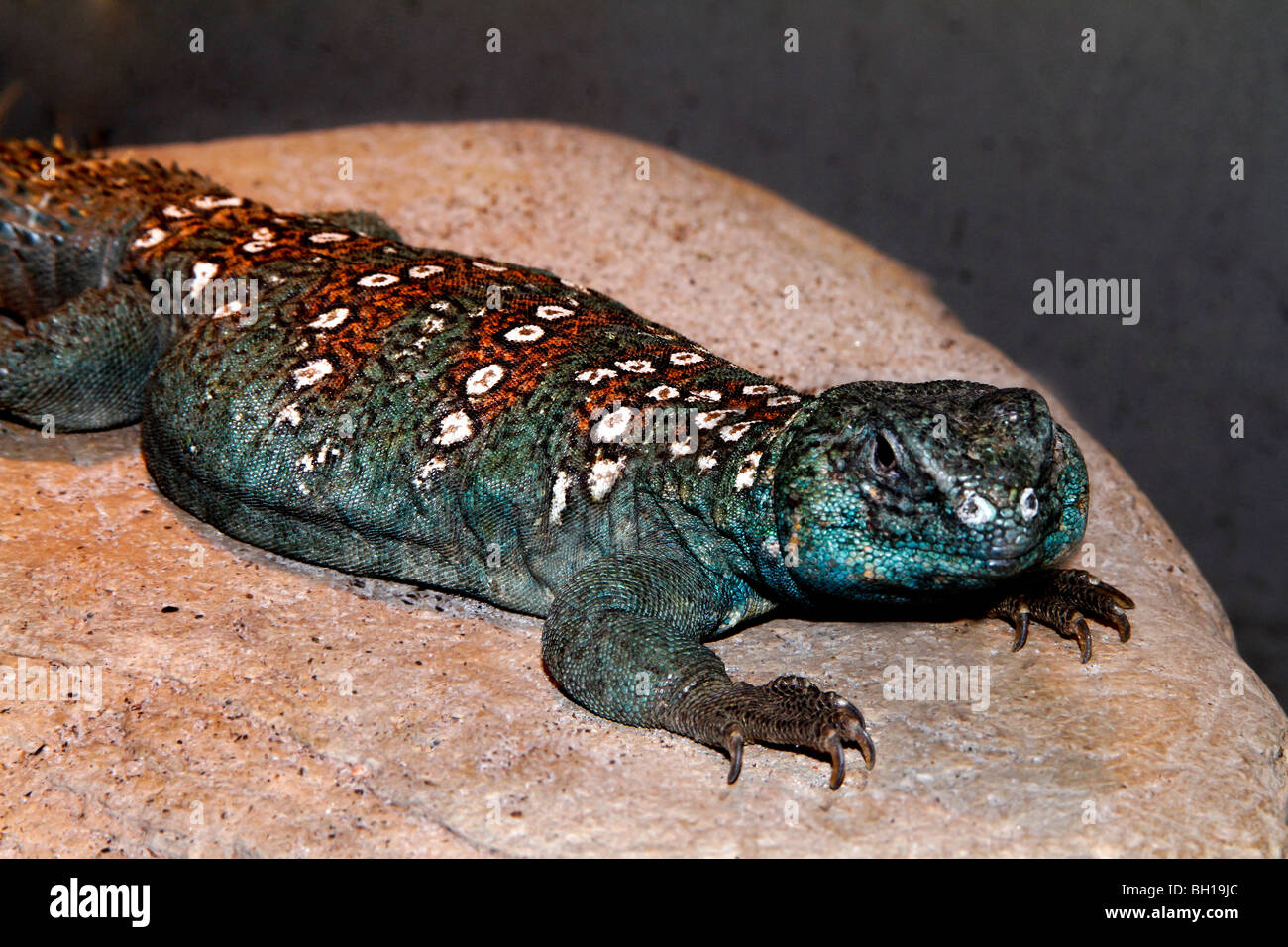 R-247D, OCELLATED DAB LIZARD ON ROCK,  Egypt, Stock Photo