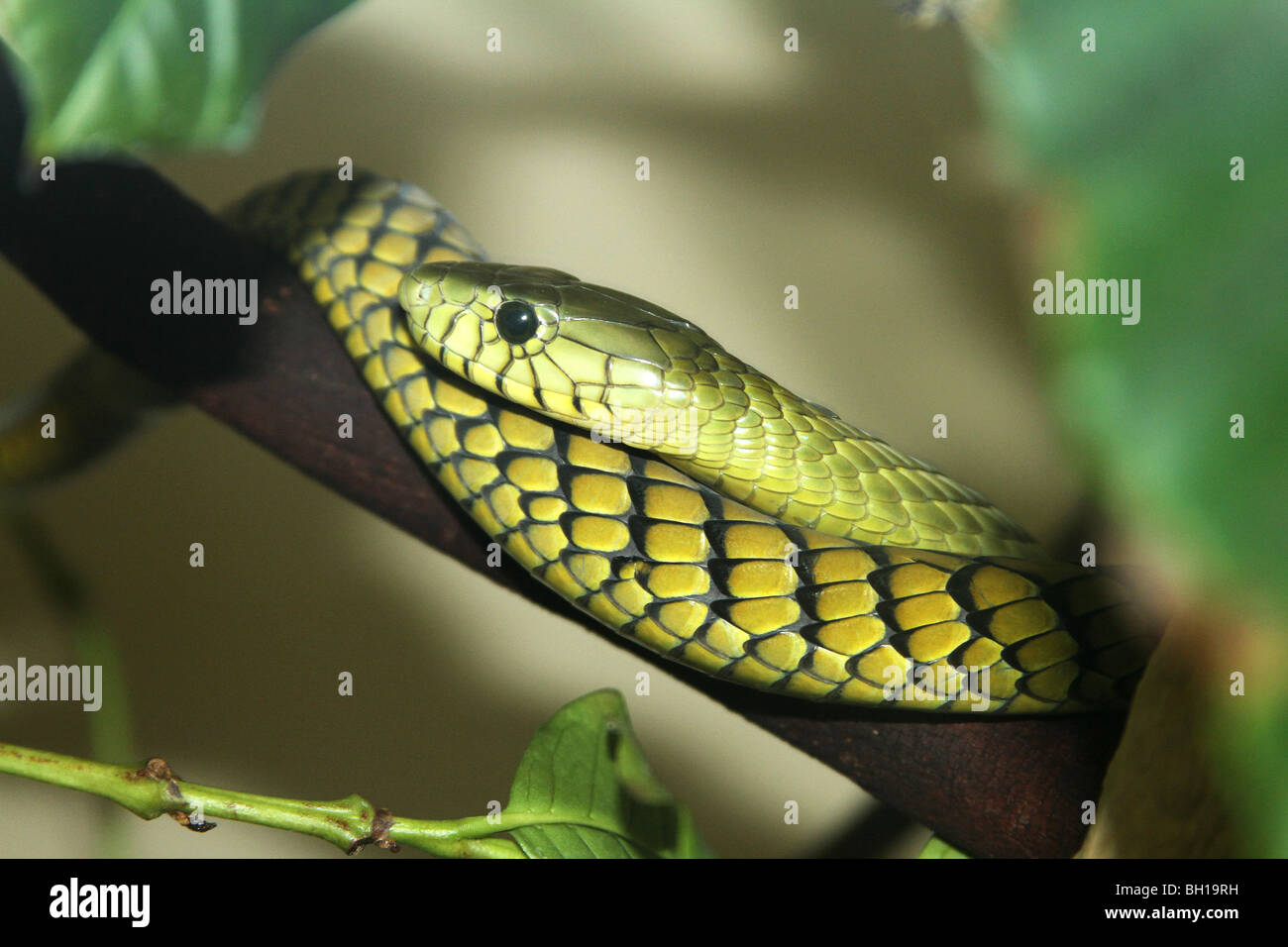 RS-234D, AFRICAN GREEN MAMBA Stock Photo
