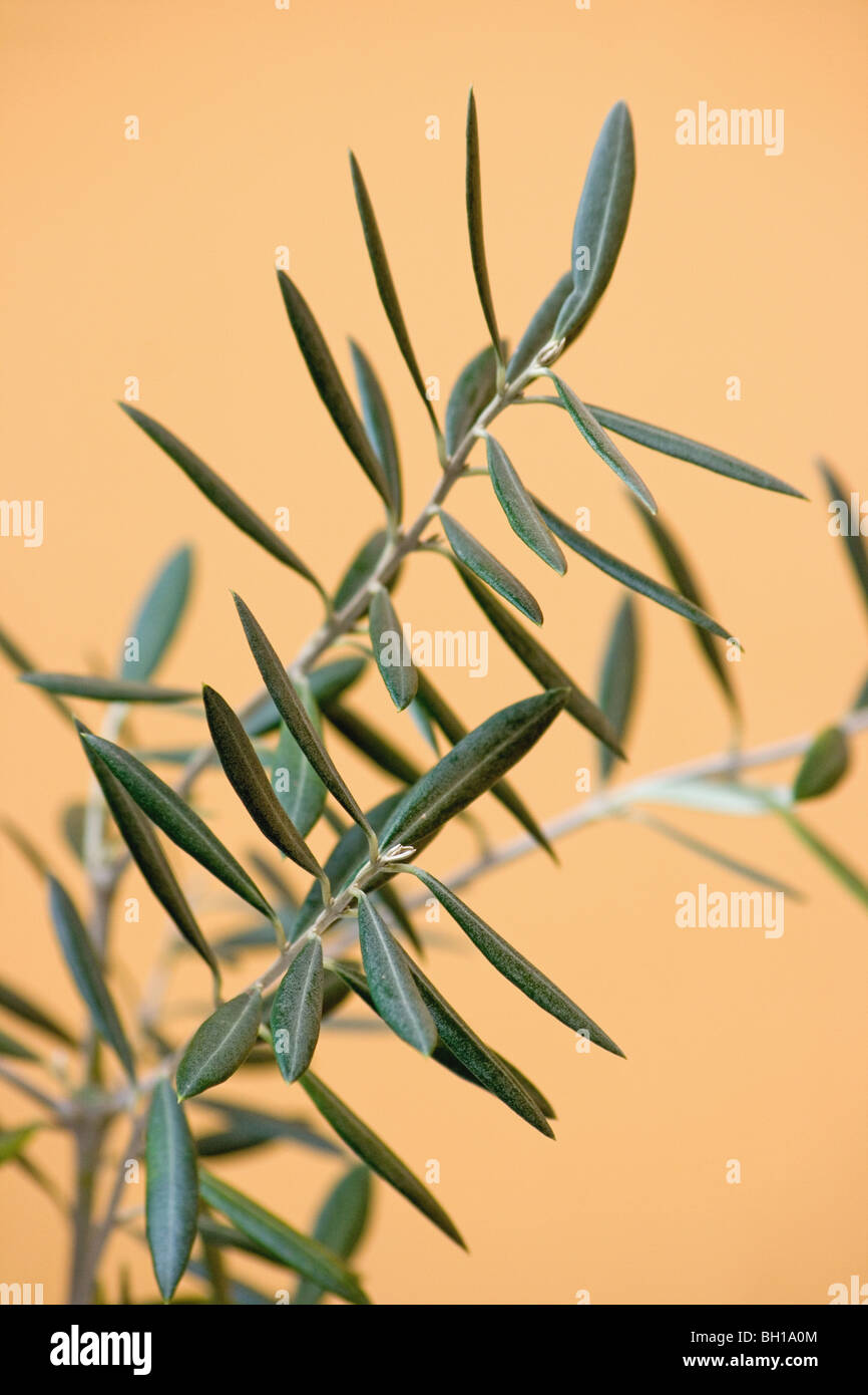 Olive olea europaea tree Cut Out Stock Images & Pictures - Alamy