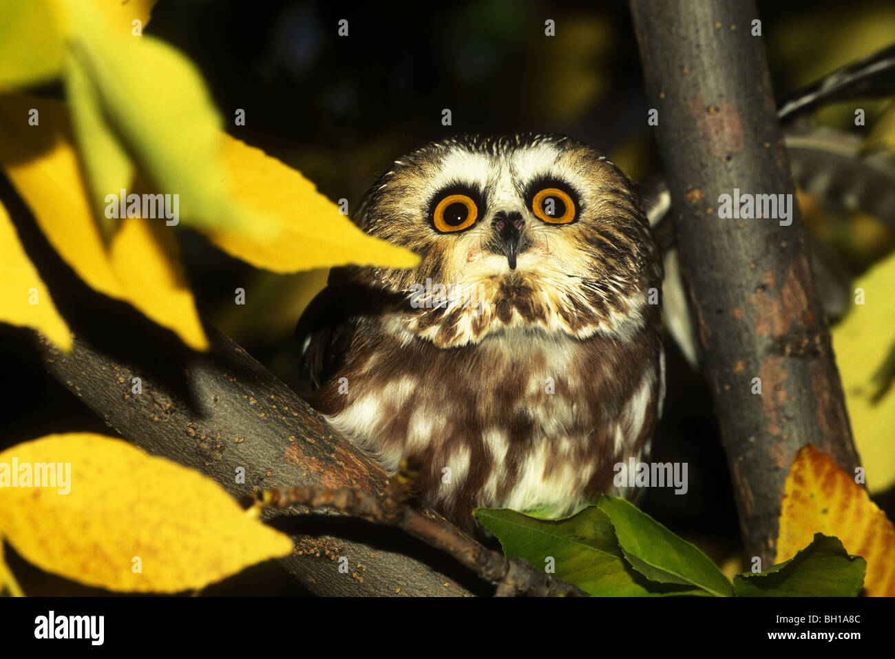BH2-257, SAW-WHET OWL IN TREE FORK, Aegolius acadicus Stock Photo