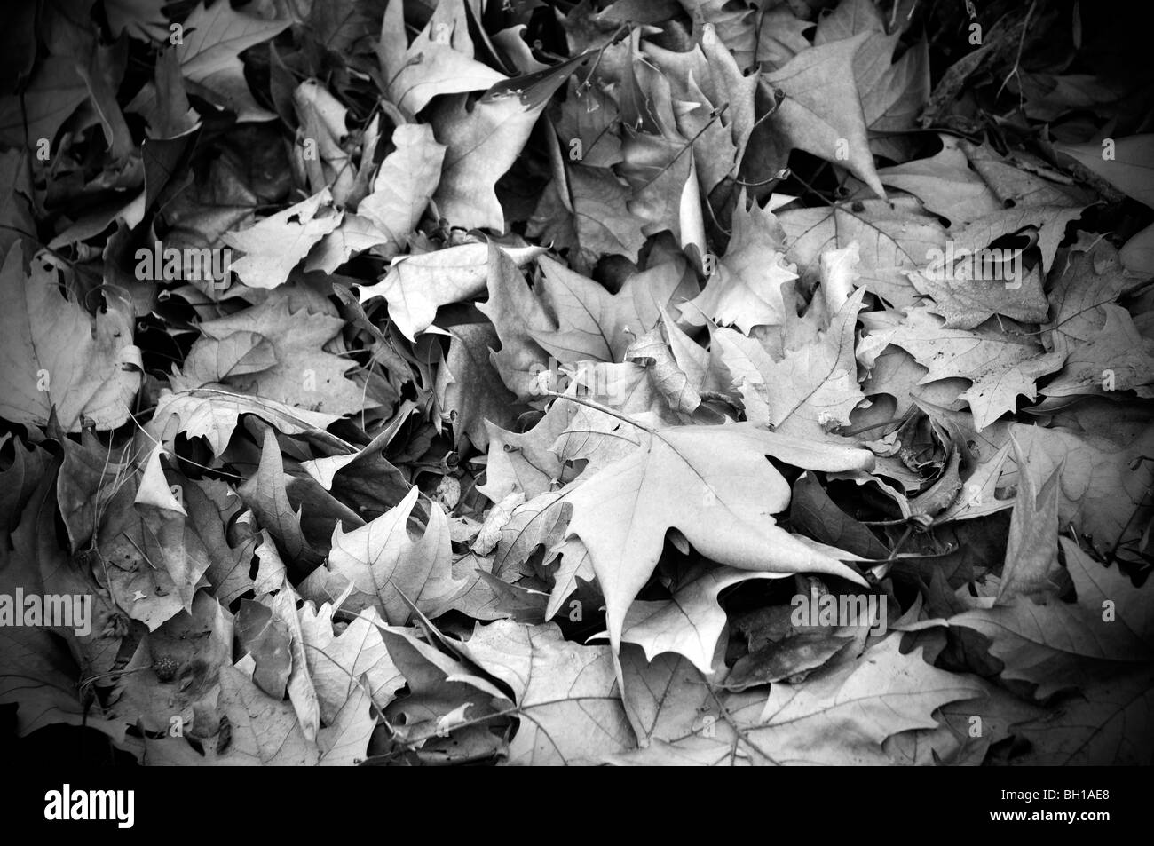 Fallen leaves Stock Photo