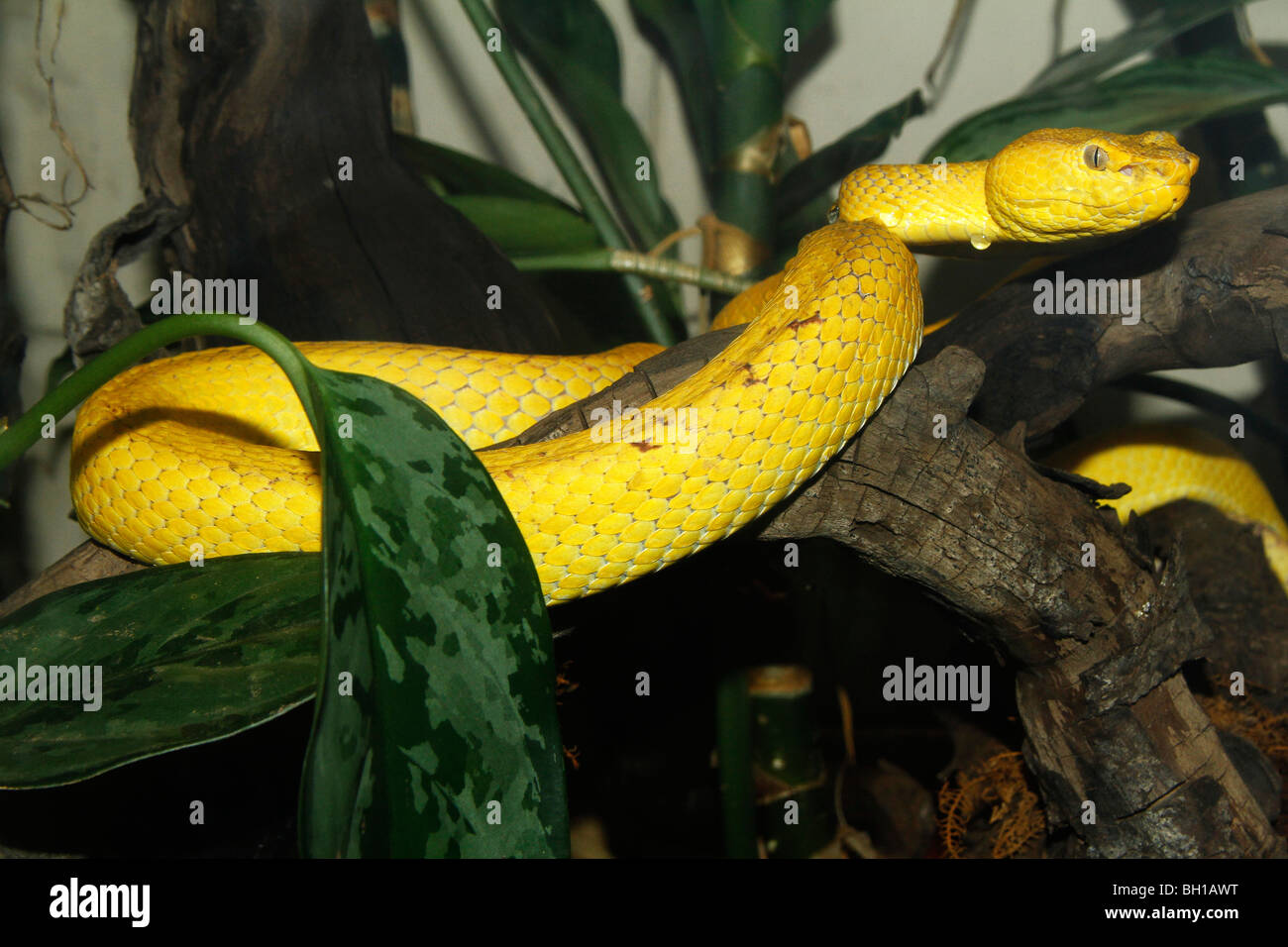 RS-233D, COILED McGREGOR'S VIPER IN TREE Stock Photo