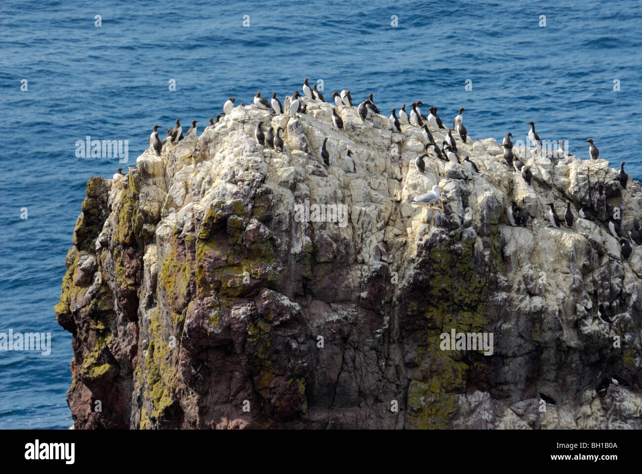 Guillemots on sea stack at St Abbs Head, Borders, Scotland Stock Photo