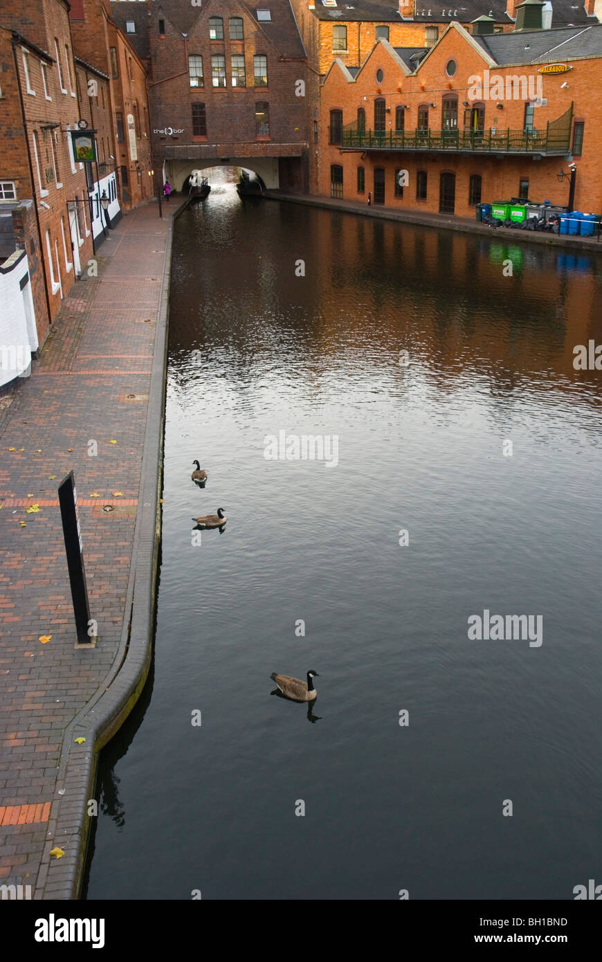 Canadian geese swimming in a canal Gas Street Basin Convention Quarter central Birmingham England UK Europe Stock Photo