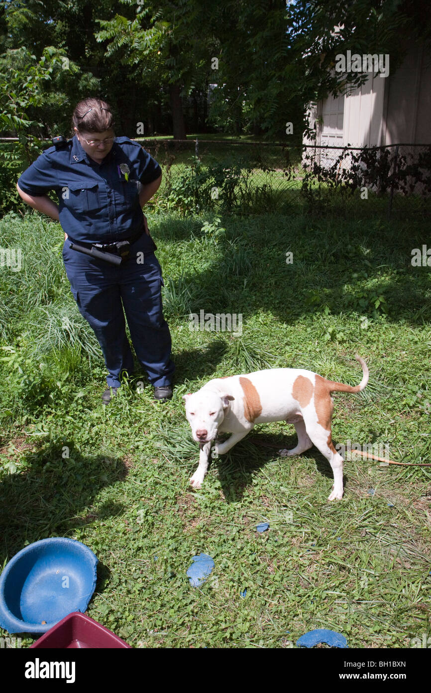 Animal control officer with pit bull dog found chained in backyard. The dog was taken to a shelter for medical attention. Stock Photo