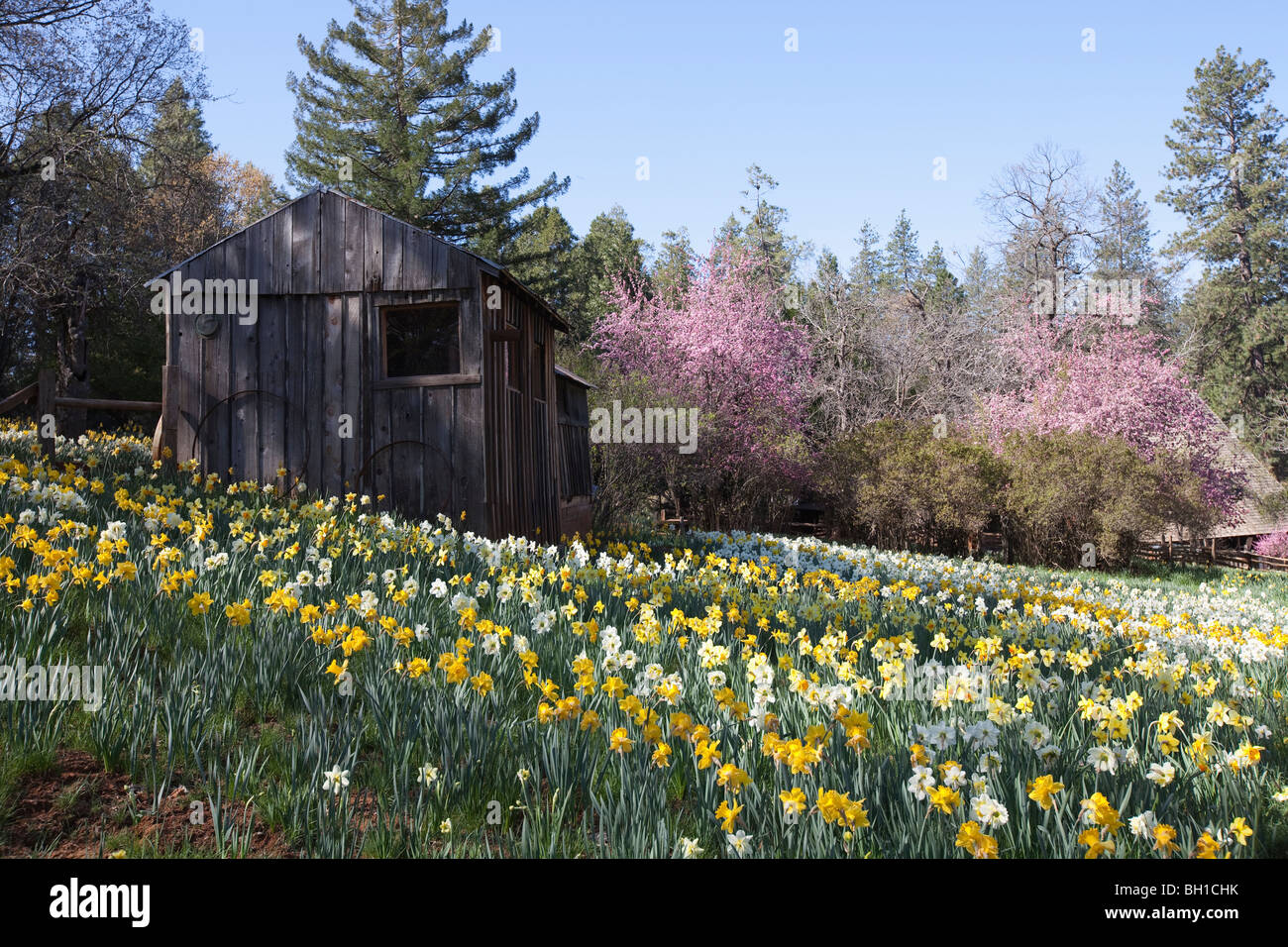 White and yellow daffodils and pink crabapple tree in full bloom at Daffodil Hill near the town of Volcano, Amador County, CA. Stock Photo