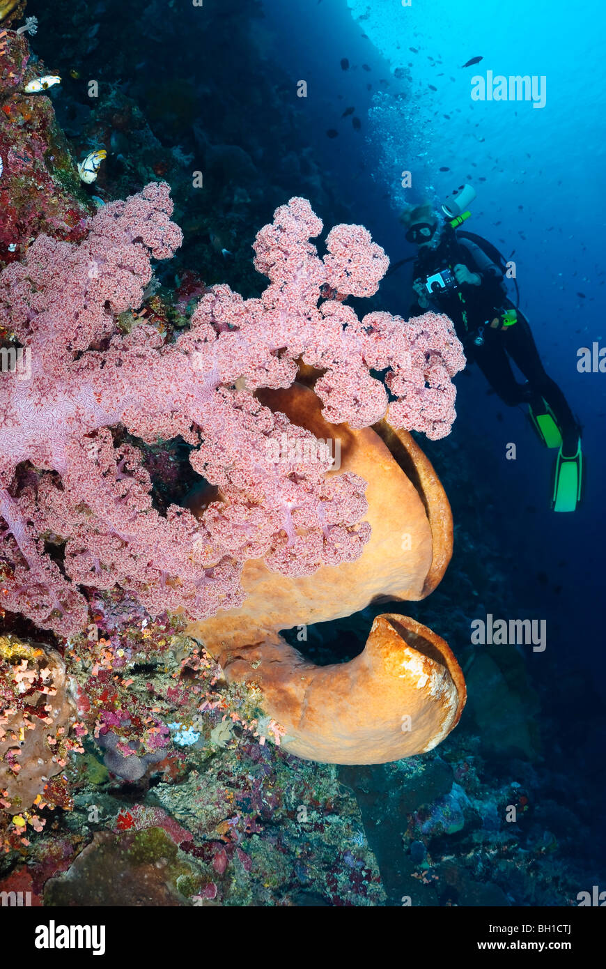 A female scuba diver photographs Cauliflower coral, Dendronephthya sp., Bunaken Marine Park, Sulawesi, Indonesia, Pacific Stock Photo