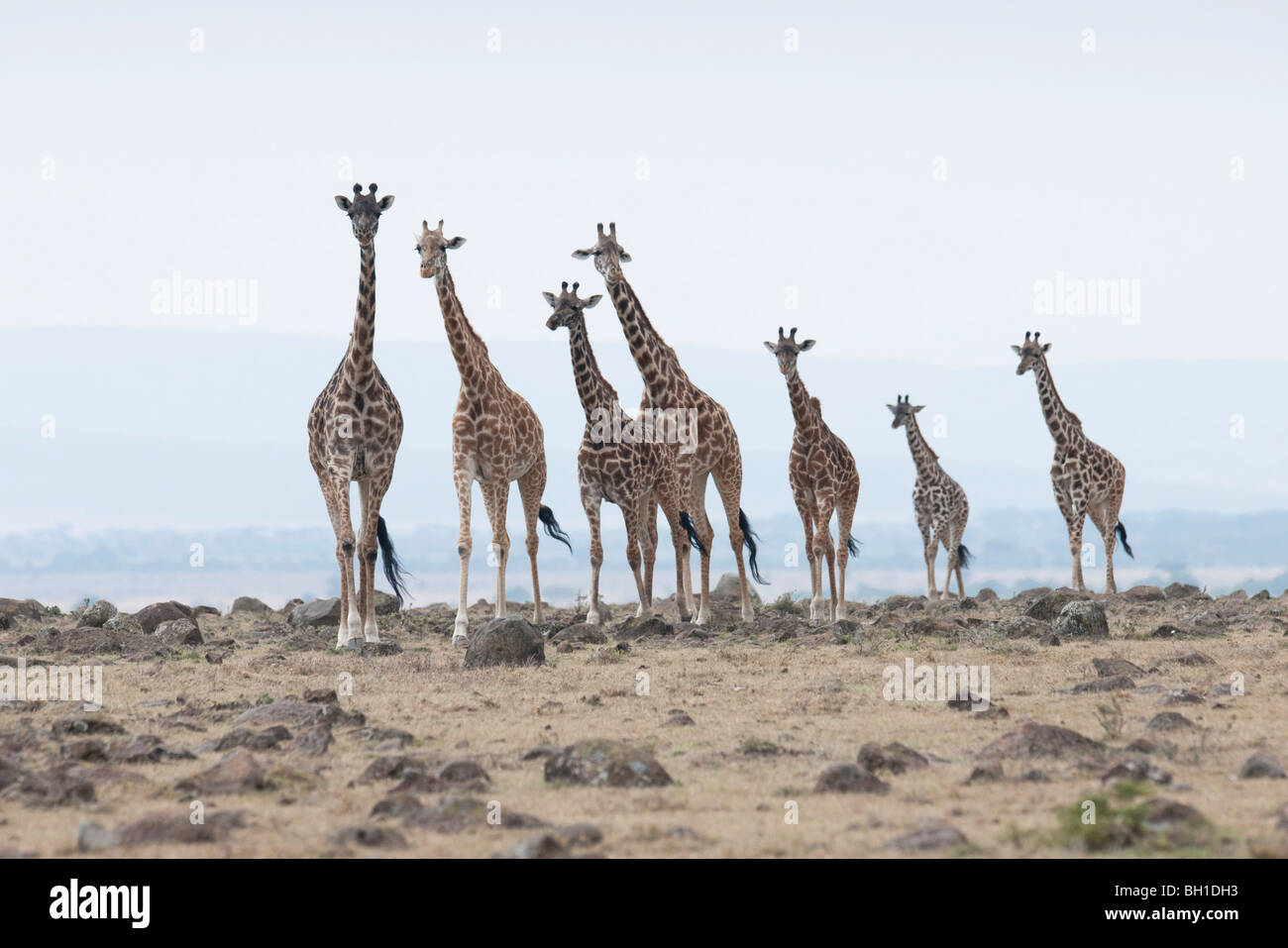 Group giraffes standing in hi-res stock photography and images - Alamy