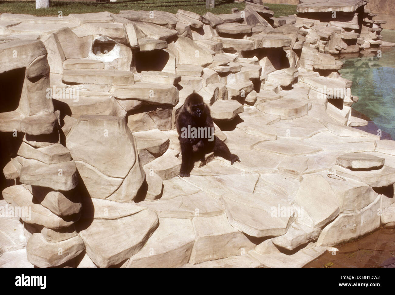 A gorilla at a zoo surrounded by concrete manmade rocks. Kodachromes of Florida tourist sites during the 1980s. Busch Gardens. Stock Photo
