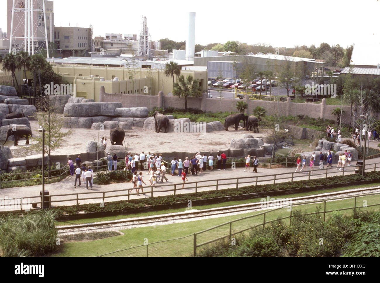 Elephants in zoo next to Busch Beer brewery. Kodachromes of Florida tourist sites during the 1980s. Stock Photo