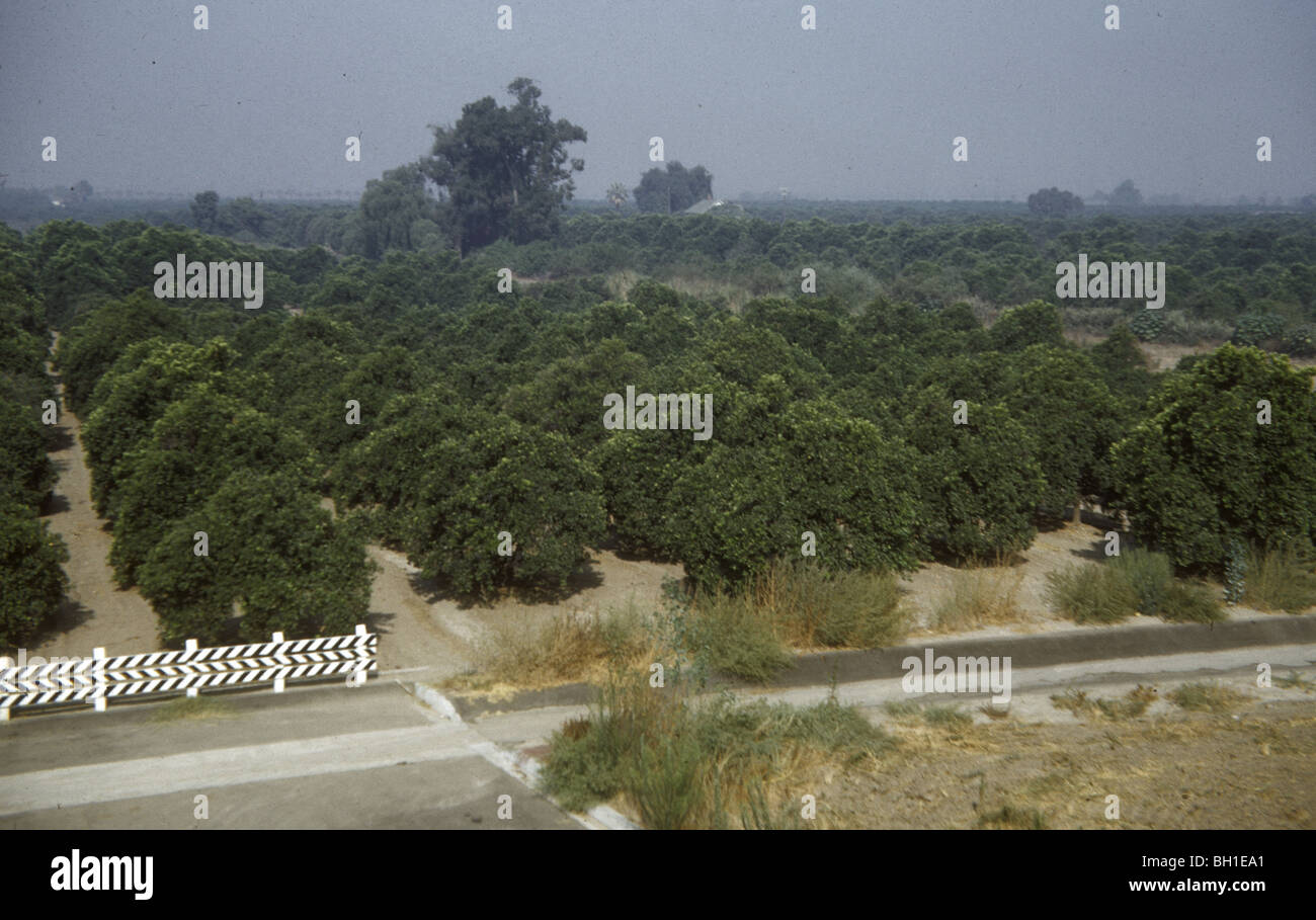 Orange grove in Southern California during the 1950s or 1960s. color